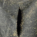 AVENUE WO SIZE 22/24 TUNIC TOP BLACK GOLD METALLIC NYLON SPANDEX BLEND CLEAN Photo 2