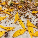 NEW Sunny Days Eco Photo 5