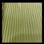 SheIn satin lime green pull-up ribbed shorts- size petite Medium. Bag included Photo 2