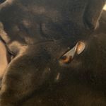 Pamela McCoy Dark Brown Faux Fur Long
Coat Size 1X New with tags Photo 13