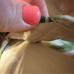 NEW Dolce Vita Block Heel Sandal Palm Leaf Tropical Print Pailey Sandal Size 8.5 White Photo 4