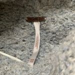 Free People  blue sweater Photo 3