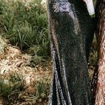 Mon Cheri Prom Dress Photo 1