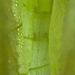 Alice + Olivia Jules Tie-Back Paneled Maxi Dress Size 4 Eyelet Neon Lace Spring Photo 8