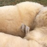 UGG Bailey Bow II Diagonal Stripe Boots Photo 4