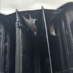 Rampage  Floral Wallet - Black / Blue GUC Photo 4