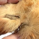 Vintage Red Fox Fur Jacket with fox tails neck Orange Size M Photo 5