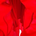 Simply Vera, Vera Wang Simply Vera Vera Wang Rouched Halter Dress Red M High Low Asymmetric Sleeveless Photo 9