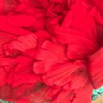 Gucci NWT  red floral shirt dress Photo 13