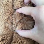 ZARA outerwear soft brown fluffy faux fur coat jacket Photo 8