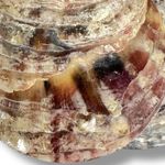 Free People Ariana Ost Pearl Shell Beautiful Stranger Dangles Earrings NWT Beach Photo 10