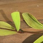 kim rogers Sandals Brown Comfy  Womens 6 Low Heel Wedge Photo 6