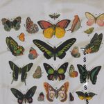 Fifth Sun | Butterfly Short Sleeve Tee shirt Photo 1