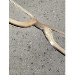 Valentino V5592 ONJV Eyeglasses Frames Only Tortoise 52 Photo 11