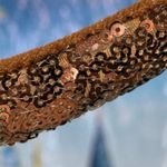 Disney parks Snacks ice cream bar Minnie Mouse ears NWT Photo 2