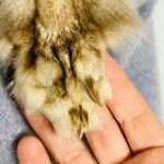 Rare Vintage Kamiran Gray Angora Button Up Sweater w/Full Taxidermy Fox Medium Blue Photo 5