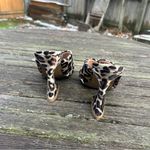 Steven New York Baga Heeled Sandal Sz‎ 7 Cheetah Print Black Photo 5