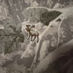 Abercrombie & Fitch Abercrombie Kids Camo Hoodie Photo 1