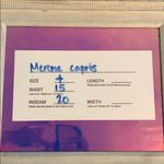 Merona  size 4 purple/pink capris Photo 2