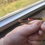 MantraBand  Rose Gold Bracelet Photo 2