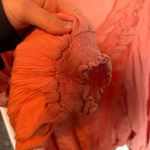 Gimmicks by BKE  Blouse Photo 1