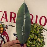 Farm Rio NWT  Off White Tee with Bicycle Print Photo 1