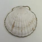 Decoupage Green/Blue Tassel Print Scallop Shell Trinket Dish Blue Photo 1