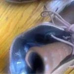 Stuart Weitzman  Brown Leather Combat Ankle Chelsea Boot Size 7M Photo 6