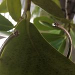 Swavorski Swarovski White Gold Filled Muti Color Crystals Photo 2