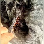 Betsey Johnson Women Size S Black Faux Fur Vest Photo 8