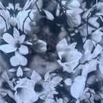 So Danca Kaia Vest Floral Flower Black Adult Size Medium Dance Ballet New Photo 4