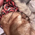 Aeropostale Pink Brown Lined Vest Faux Fur Hood Sz Small Y2K Photo 8