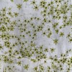 ALLSAINTS Frida Amanzi Floral Printed Skirt Skort Lime Green Women’s 0 Photo 5