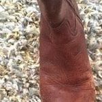 Tory Burch Beautiful Riding Boots Photo 2