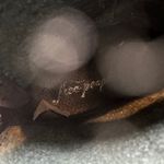 Free People Amarone Ankle Boot Metallic Copper Snakeskin Print Size 38 US 7.5 Photo 15