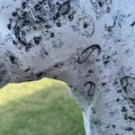 Lucky Brand -Paisley Tee Photo 6