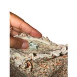 Aerie Cottagecore smocked floral puff sleeve crop top Large #741 Photo 1