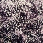 Vera Wang  Large Purple White Top Womens long Sleeve Stretch Shirt Photo 1