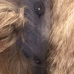 Custom Made Cashmere Angora Fox Fur Embellished Lined Sweater S/M New $895 Photo 12