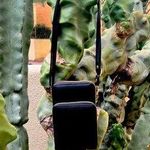 NWOT Black cross body purse Photo 0