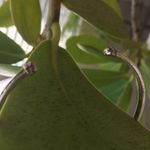 Swavorski Swarovski White Gold Filled Muti Color Crystals Photo 3