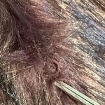 Sebby Collection faux fur sweater vest brown Maroon Black outerwear Size XL Purple Photo 7