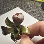 Gold Plate Encased Orchid Flower Green/Rust Color Brooch Pin Photo 7