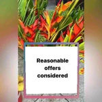 Spiritual Gangster Kendall Toole x x Peloton Sports Bra Yoga Leggings Set Photo 7