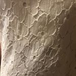 Target Mod Lace Dress Photo 4