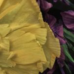 Gucci NWT Poppy Floral Short Dress Size IT 38 Photo 14