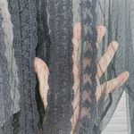 ZARA  Black Embroidered Lace Top XS Photo 7