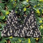 Victoria's Secret Smocked Bralette Black Daisy/ Polka Dot Pattern Size Small Photo 1