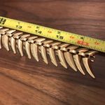 Lightweight Golden Color Collar Gold Photo 5