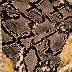 Badgley Mischka  Top L Large Blake Gray Snake Print Shirt Stretch Photo 5